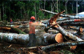 PF desarticula esquema bilionário de exploração ilícita de madeira da Amazônia