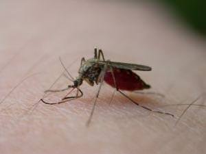 Vacina contra malária tem resultados promissores