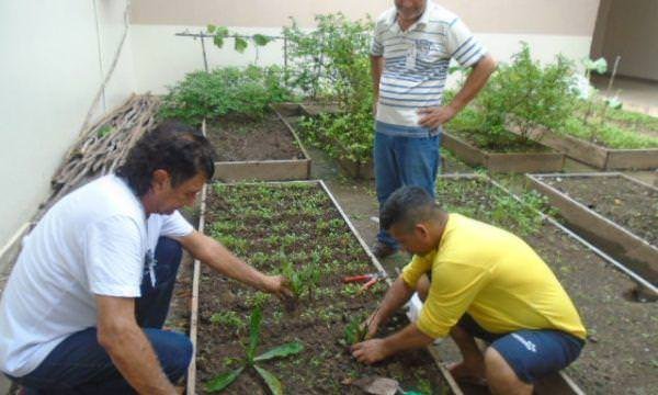Presos do Amazonas aprendem técnicas de cultivo de hortaliças em projeto “Plantando a Liberdade”