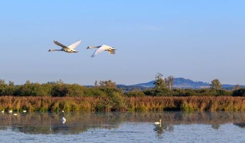 Pós-graduação em Conservação da Fauna da UFSCar divulga edital de seleção para curso de mestrado profissional