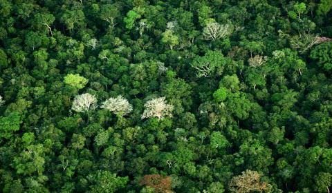 Curso sobre Pagamento por Serviços Ambientais tem vagas abertas em Manaus