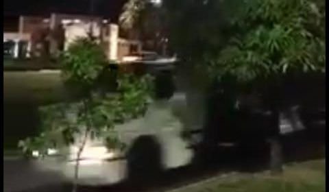 Veículos em alta velocidade em avenida Efigênio Salles mata diversos periquitos