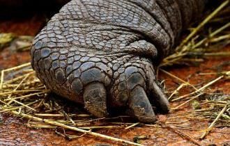 Animais gigantes viviam em megapantanal na Amazônia