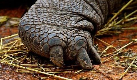 Animais gigantes viviam em megapantanal na Amazônia