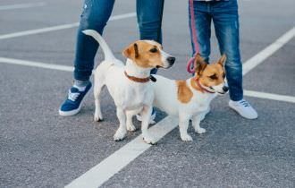 Quais cuidados que devemos ter ao passear com os cães em dias mais quentes?