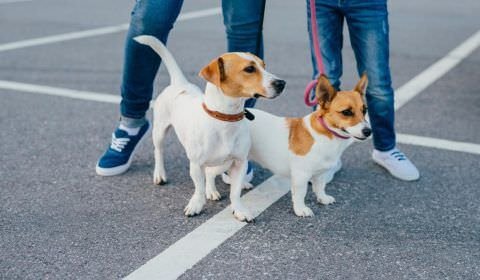 Quais cuidados que devemos ter ao passear com os cães em dias mais quentes?