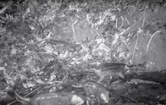 Porcos da Amazônia são tema de novo vídeo da série Moradores da Floresta