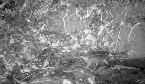 Porcos da Amazônia são tema de novo vídeo da série Moradores da Floresta