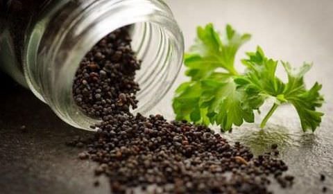 Conab ensina agricultores a participar do programa de aquisição de sementes