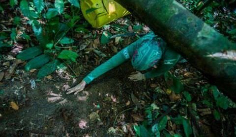 Instituto Mamirauá abre chamada pública para bolsas de pesquisa