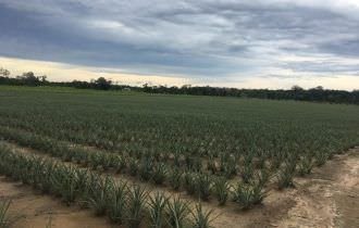 Amazonas é o segundo maior produtor de abacaxi da região norte