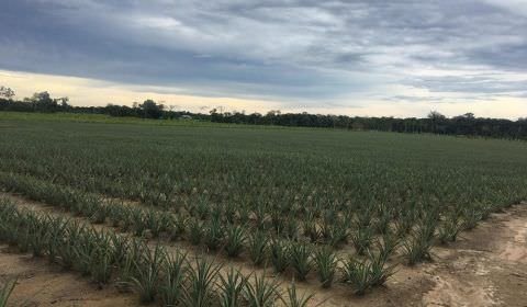 Amazonas é o segundo maior produtor de abacaxi da região norte