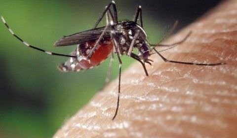 Combinação com células de insetos pode ser alternativa de baixo custo para testes no combate a epidemias de Chikungunya, Dengue e Zika