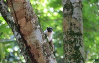 Edital para o concurso da identidade visual do sauim-de-coleira é lançado