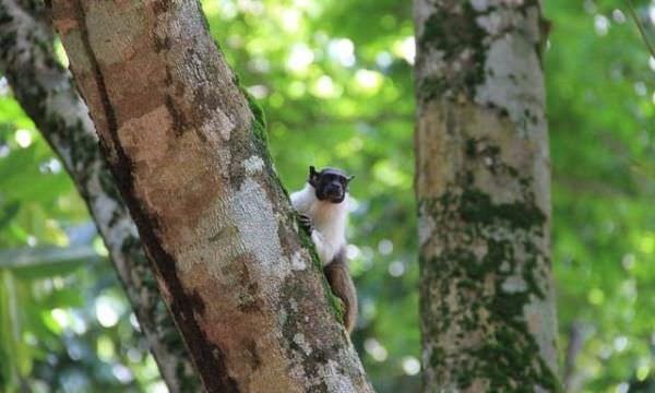 Edital para o concurso da identidade visual do sauim-de-coleira é lançado