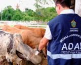 Adaf recolhe três toneladas de alimentos impróprios para consumo e falsificados em Manaus.