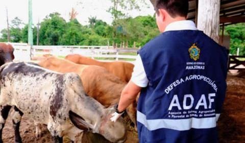 Adaf recolhe três toneladas de alimentos impróprios para consumo e falsificados em Manaus.