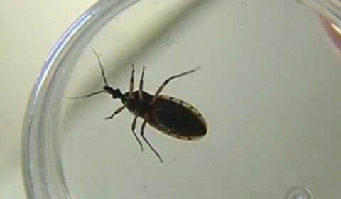 MPAM expede Recomendação para prevenir eventual surto de doença de Chagas em Uarini