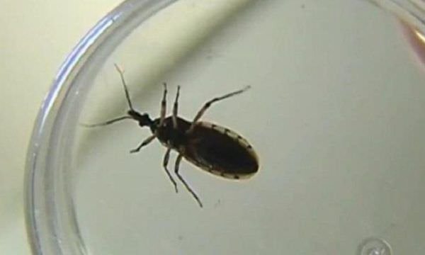FVS-AM investiga suspeita de surto de Doença de Chagas em Uarini