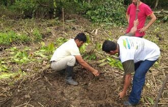 Idam em Benjamin Constant realiza Demonstração de Método em cultivo de melancia