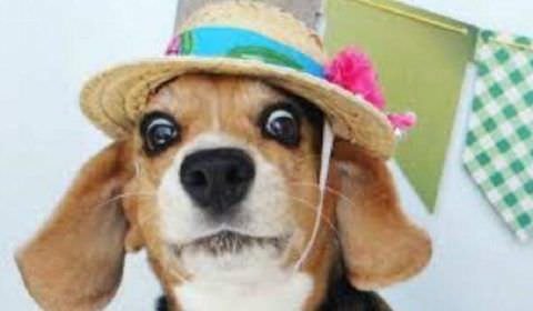 Concurso de fantasia ‘caipira’ para crianças e pet fazem parte do Arraial do Amazonas Shopping