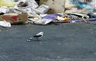 MPF recomenda adequações imediatas no lixão de São Gabriel da Cachoeira (AM)