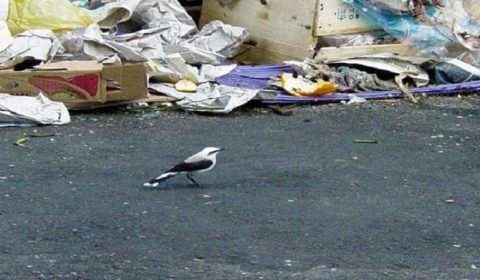 MPF recomenda adequações imediatas no lixão de São Gabriel da Cachoeira (AM)