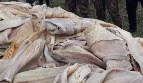 Polícia apreende mais de três toneladas de pirarucu em operação no interior do AM