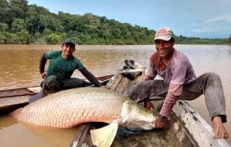 Empresários amazonenses estudam exportar pirarucu para a Europa e Ásia