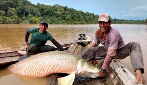 Empresários amazonenses estudam exportar pirarucu para a Europa e Ásia