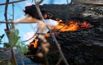 Grupo no WhatsApp contratou motoqueiros e motosserras para desmatar e incendiar a floresta