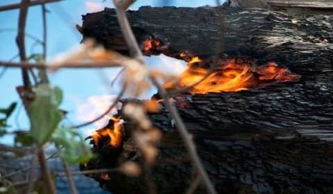 Grupo no WhatsApp contratou motoqueiros e motosserras para desmatar e incendiar a floresta