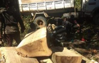 Cinco homens são presos em flagrante por retirada ilegal de madeira na AM-070