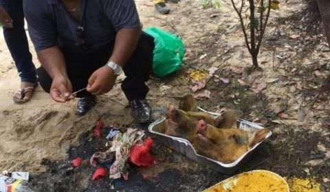 Ritual macabro intriga moradores de Maués; nome de pastores estavam na boca do porco