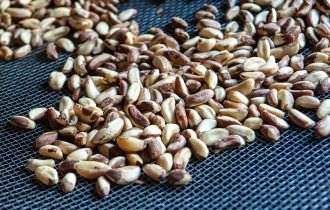 Arábia Saudita anuncia compra de frutas, castanhas e ovos do Brasil