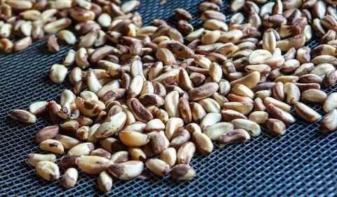 Arábia Saudita anuncia compra de frutas, castanhas e ovos do Brasil