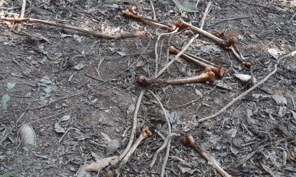 Ossadas humanas são encontradas na comunidade de ture em Tefé