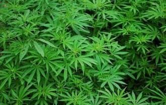 PGR quer prazo para regulamentação de plantio da maconha para fins medicinais