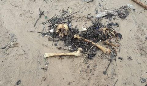 Funcionários de estaleiro encontram ossada humana perto da Ponte Rio Negro