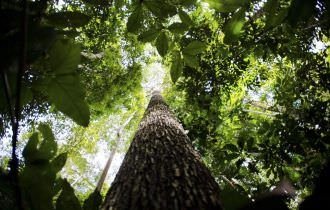 MP diz que conservação da Natureza no Paraná perde R$ 1 bilhão