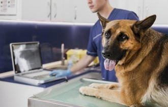 MPAM apura descarte de resíduos por clínicas e consultórios veterinários em Manaus
