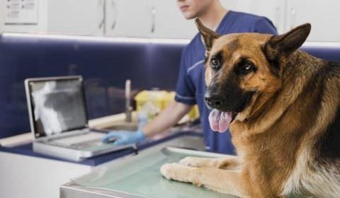 MPAM apura descarte de resíduos por clínicas e consultórios veterinários em Manaus