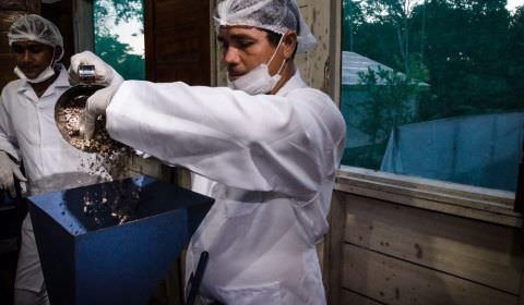 Recursos de P&D poderão financiar projetos da FAS em comunidades da Amazônia