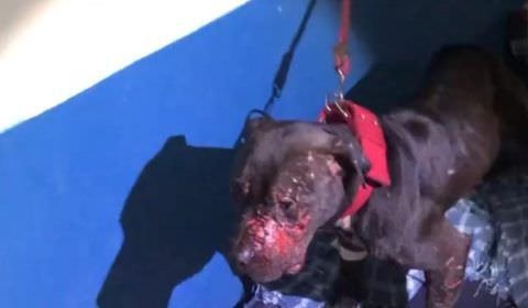 Polícia descobre rinha que fazia churrasco com cães (veja o vídeo)