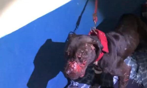 Polícia descobre rinha que fazia churrasco com cães (veja o vídeo)