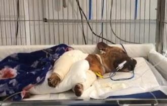 Cachorro salvo de rinha não resiste e morre em consultório (veja o vídeo)