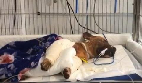 Cachorro salvo de rinha não resiste e morre em consultório (veja o vídeo)