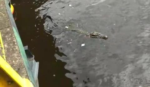 Jacaré é encontrado passeando em escadaria de Manaus (Veja o vídeo)