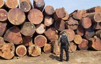 Justiça condena empresário em esquema de extração ilegal de madeira na Amazônia