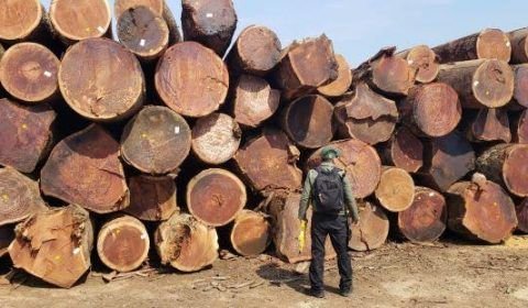 Justiça condena empresário em esquema de extração ilegal de madeira na Amazônia